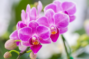 Naklejka na ściany i meble Orchid flower in orchid garden at winter or spring day for postcard beauty and agriculture design. Phalaenopsis Orchidaceae.