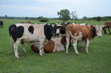 Fototapeta na wymiar krowa, farma, zwierzak, bydło, gras, pola, rolnictwa, biała, hayfield, czarna, mleczko, pastwisko, gospodarstwo mleczne, krowa, zieleń, rolnictwa, byk, zwierzak, charakter, pastwisko, wołowina, zwierz