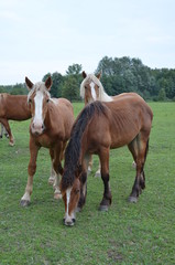 cheval, zwierzak, gras, farma, pola, braun, cheval, charakter, hayfield, pastwisko, pastwisko, źrebak, ssak, klacz, zieleń, zwierzak, lato, obszarów wiejskich, ogier, ferma, krajobraz, koni, młoda, gr © Szymon