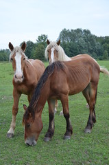 cheval, zwierzak, gras, farma, pola, braun, cheval, charakter, hayfield, pastwisko, pastwisko, źrebak, ssak, klacz, zieleń, zwierzak, lato, obszarów wiejskich, ogier, ferma, krajobraz, koni, młoda, gr © Szymon