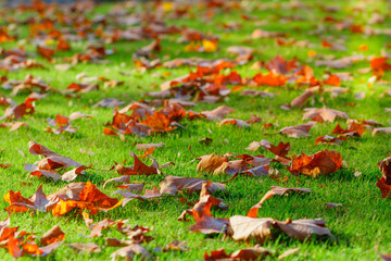 Fallen leaves on the ground. Autumn scene in a city park.