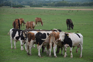 krowa, farma, zwierzak, bydło, gras, pola, rolnictwa, biała, hayfield, czarna, mleczko, pastwisko, gospodarstwo mleczne, krowa, zieleń, rolnictwa, byk, zwierzak, charakter, pastwisko, wołowina, zwierz