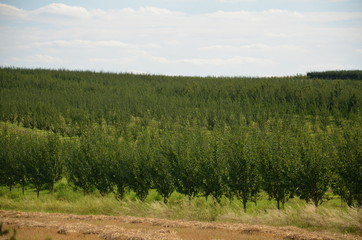 Fototapeta premium Szydłowiecka śliwa ,Szydłów ,po gradzie śliwa , owoc, drzew, śliwa, jedzenie, zieleń, galąz, charakter, blękit, jagoda, blueberry, roślin, feuille, dojrzałe, swiezy, śliwa, zdrowa, rolnictwa, jardin, 