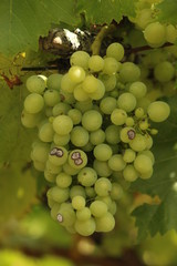 Albarino grapes in summer. White wine
