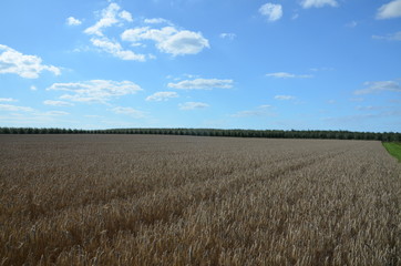 pola, przenica, rolnictwa, niebo, lato, zboza, plon, charakter, kaszka, krajobraz, farma, kukurydza, blękit, roślin, zbiorów, obszarów wiejskich, gras, jedzenie, zółty, countryside, złota, złota, rurk