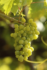 Albarino grapes