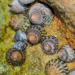 Turban Shells and Periwinkles in an algae-lined rockpool