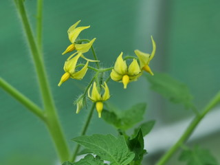  yellow tomato flowers