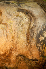 Close up beautiful old wood texture background. Wood wall for design and text. Vertical image.