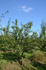 śliwa ,Szydłów ,po gradzie ,owoc, drzew, jabłek, galąz, jedzenie, czerwień, śliwa, charakter, zieleń, jardin, dojrzałe, lato, rolnictwa, feuille, swiezy, zdrowa, jesienią, roślin, zbiorów, sad, feuill