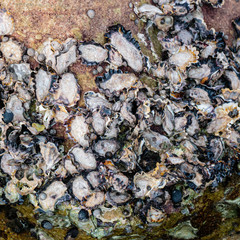 Sydney Rock Oyesters on a rock