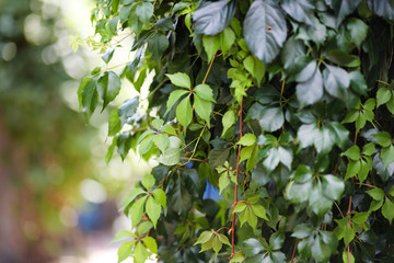 Wild grape leaf texture. Green natural background