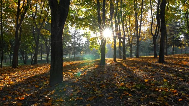 Brilliant morning in an autumn park. Rays of sun are getting through trees branches. Yellow foliage cover the ground. Steadicam shot, UHD