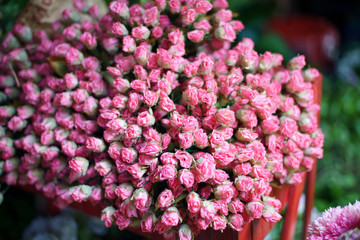 Red Flower Background. morning glory close up