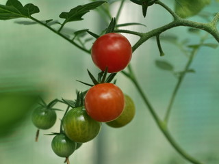 red and green tomatoes