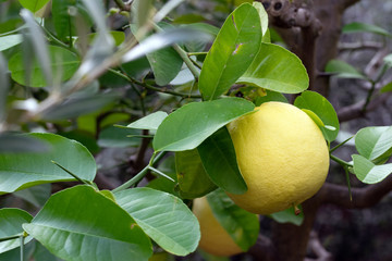 Pflanzen und Blüten