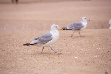 mouette