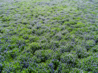 Field of lupine