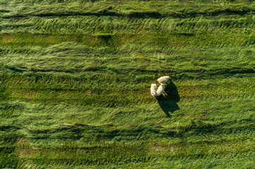 Aerial image of sheep in a field