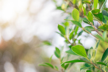 The green leaves with the most beautiful of the blurred background are presented in the morning. It very comfortable and peace when we see.  In addition, the green leaves help us to relax and fresh.