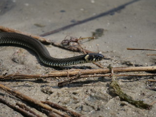 grass snake in water