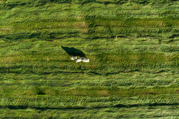 Aerial image of sheep in a field