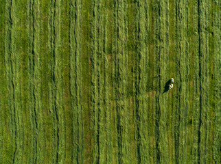 Aerial image of sheep in a field