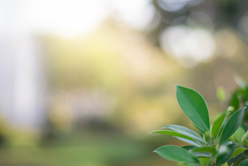 The green leaves with the most beautiful of the blurred background are presented in the morning. It very comfortable and peace when we see.  In addition, the green leaves help us to relax and fresh.