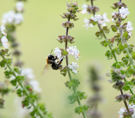 Hummel auf der Suche nach Nektar Nahrung, Makrofotografie