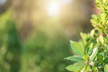 The green leaves with the most beautiful of the blurred background are presented in the morning. It very comfortable and peace when we see.  In addition, the green leaves help us to relax and fresh.