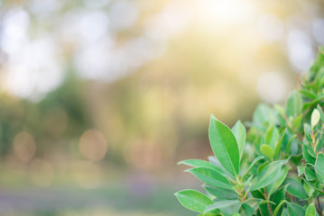 The green leaves with the most beautiful of the blurred background are presented in the morning. It very comfortable and peace when we see.  In addition, the green leaves help us to relax and fresh.