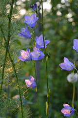 Beautiful bellflowers in summer garden. Delicate violet flowers of campanula persicifolia.
