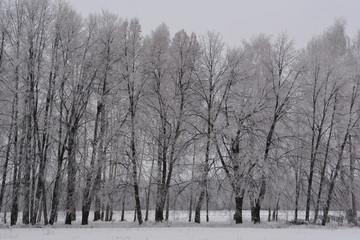 Winter scene with row of trees in hoarfrost. Snowy forest.