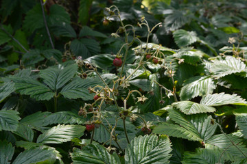 Strawberry berries ripen in the garden.  Fragaria viridis.