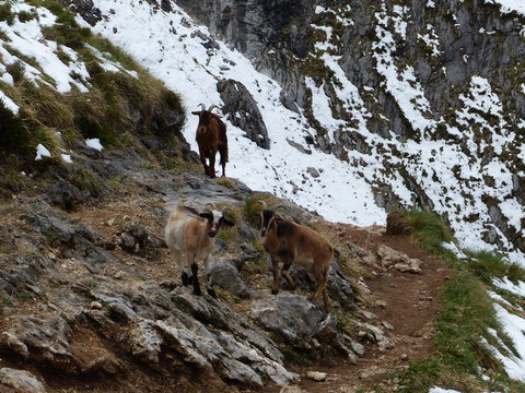 cabras en la monta&ntilde;a