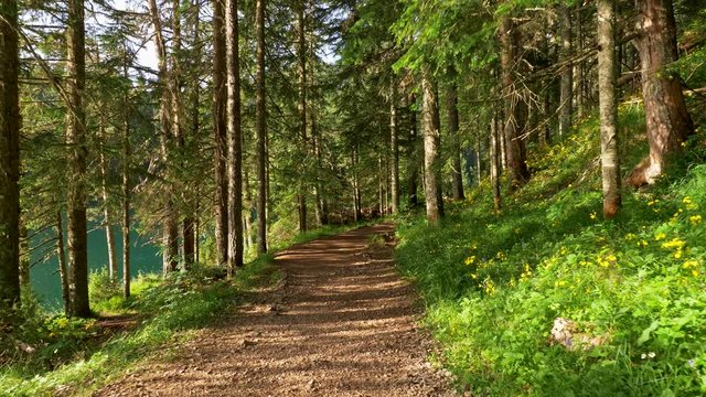 Walking a path in the pine forest by the turquoise colored Black Lake in the Durmitor National Park, Montenegro. Bright sunny day. Green flora and yellow wild flowers are covering the ground