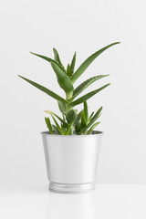 Aloe vera in a pot on a white table.