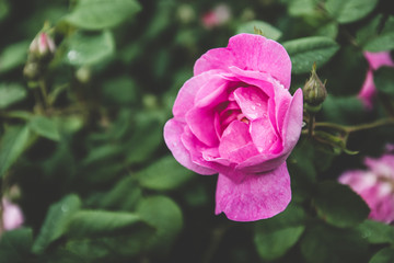 Pink rose closeup on a bush in the park.