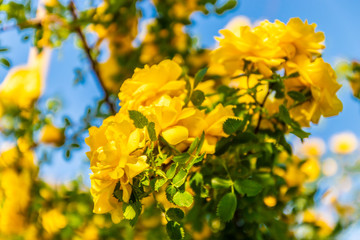 Beautiful bush of yellow roses in a spring garden.