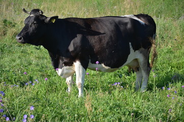 krowa, farma, zwierzak, bydło, gras, pola, rolnictwa, biała, hayfield, czarna, mleczko,...