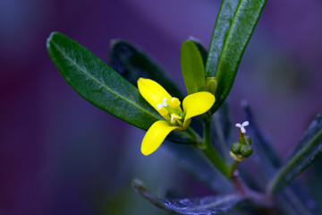 Pflanzen und Blüten