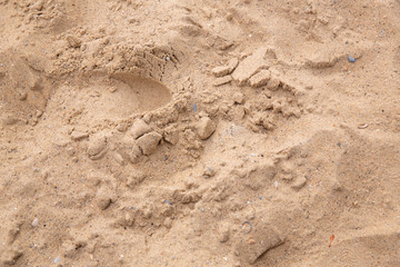 sable