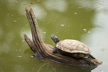 Fototapeta premium Tartaruga