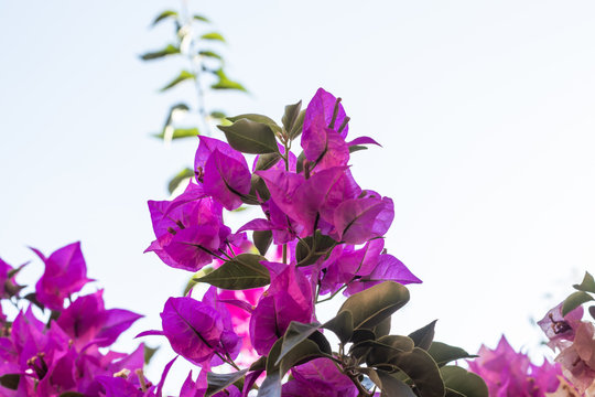 Bougainvillea purple ornamental vine close-up