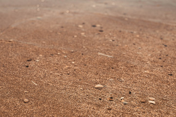Muscheln am Strand