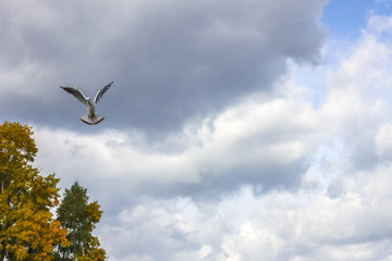 Seagull in flight in a gray sky in beautiful