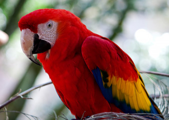 Beautiful red macaw.