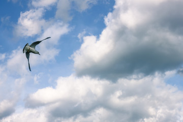 Seagull in flight in a gray sky above