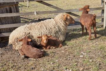 Mother sheep while suckling the lambs.