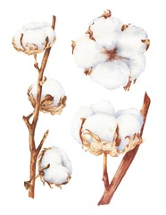 Watercolor cotton bud set isolated on white background. Hand drawn botanical illustration.